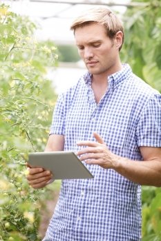 Farmer In Greenhouse Checking Tomato Plants Using Digital Tablet