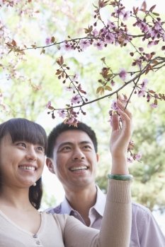 Smiling couple looking up and touching a branch with cherry blossoms, outside in a park in the springtime