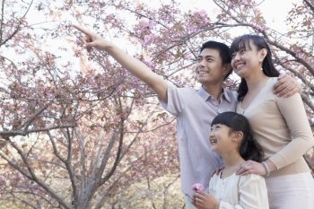 Smiling family looking up and admiring the cherry blossoms in the park in springtime, Beijing