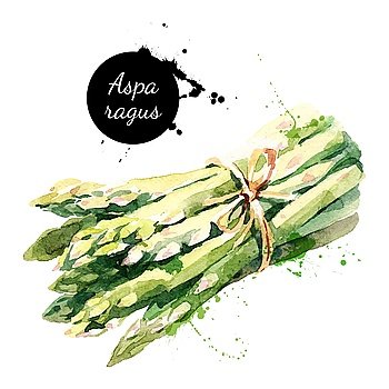 Watercolor asparagus. Isolated eco food illustration on white background