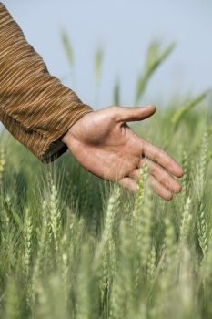 Male hand touching wheat stalks 
