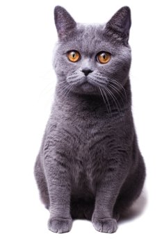 Beautiful home gray British cat with yellow eyes isolated on a white background