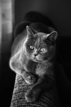 British gray cat lying in the window close up