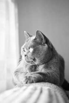 British gray cat lying in the window closeup
