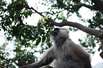 Hanuman Langur monkey on the tree in India