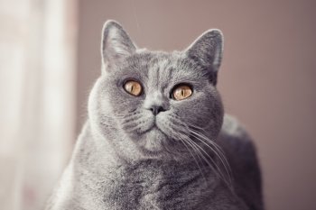 	Gray british cat lying near the window