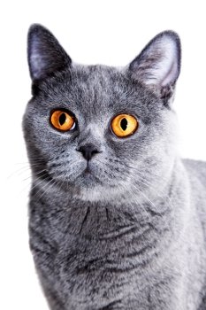 Young beautiful gray British cat  on a white background