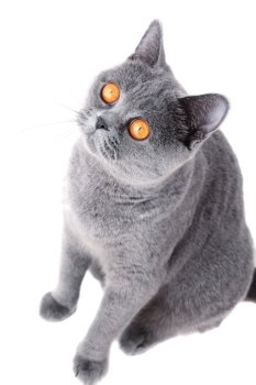 beautiful grey british cat isolated on white background close up