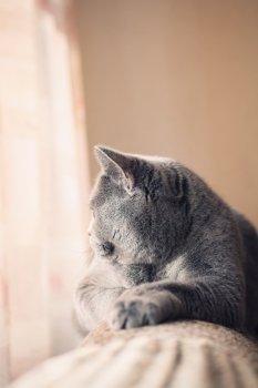 British gray cat lying in the window close up