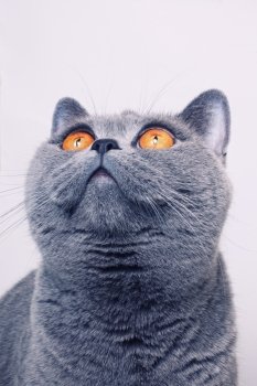 gray shorthair British cat with bright yellow eyes