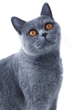 	Young beautiful gray British cat sitting on a white background