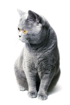 Beautiful domestic gray British cat with yellow eyes isolated on a white background