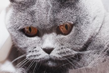 Funny gray British cat with bright yellow eyes close-up