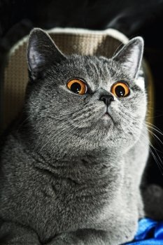 Portrait of grey british cat close up