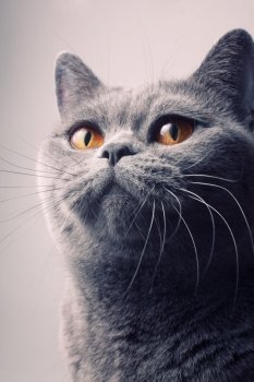 gray shorthair British cat with bright yellow eyes closeup