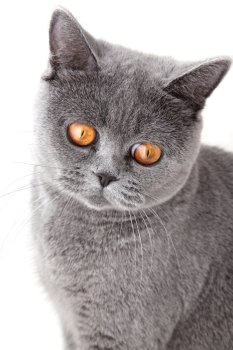 grey british cat isolated on white background  close up