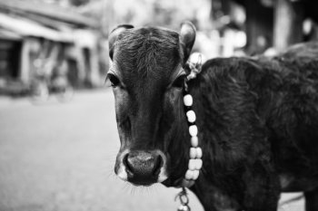 The calf on a city street with a bell around his neck. Black-and-white photo