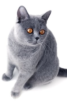Young beautiful gray British cat sitting on a white background