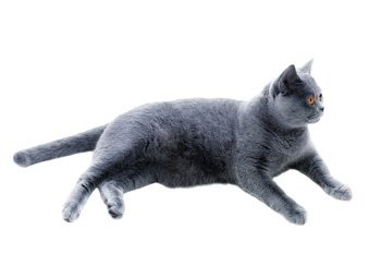 gray british cat lying on a white background