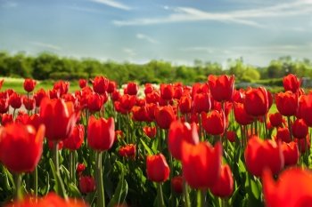 Background with bright red tulips close up