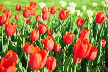 Background with bright red tulips close up