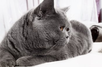 Grey British gray cat lying close up
