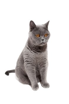 Sitting gray British cat isolated on white background