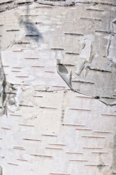 Texture of birch bark close up