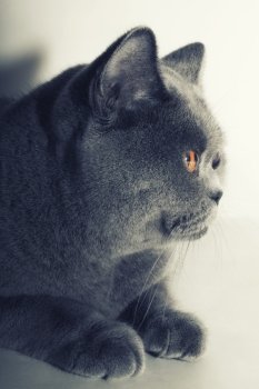 Portrait of young gray british cat closeup