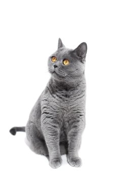 
Gray British cat isolated on a white background