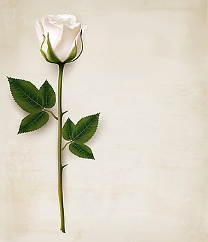 Happy Mother’s Day background. Single white rose on an old paper background. Vector.
