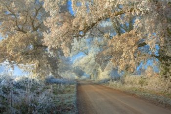 Hoar frost on oak trees near Chipping Campden, Gloucestershire, England.