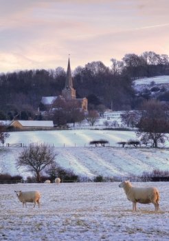 Pretty winters scene at Saintbury with church and sheep, Chipping Campden, Gloucestershire, England.