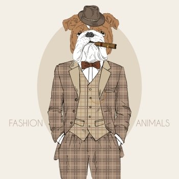 English bulldog dressed up in tweed suit