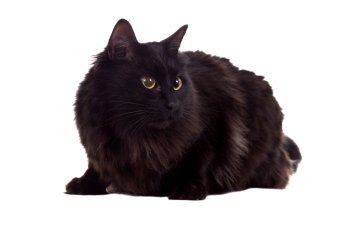 young black cat, sitting in front of white background