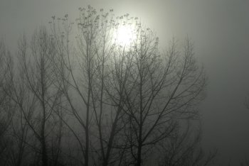 tree branches and the sun in the smog