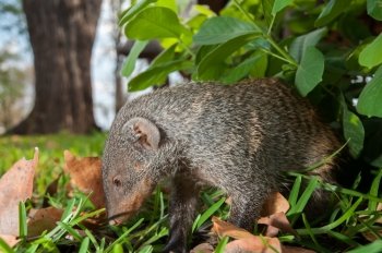 A tame mongoose up close to the camera, slightly under a shrub and looking around for something to eat.