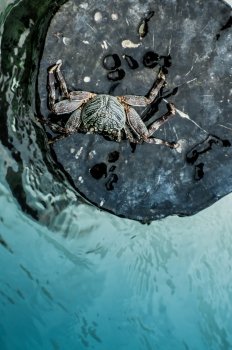 A crab on a planted wooden log in the ocean surounded by water viewed from the top.