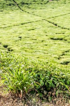 A View of a tea plantation in Tanzania, clearly showing the fastness of the farm, and the little walkways inbetween the tea plantations.