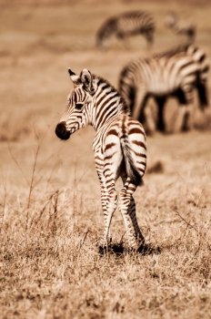 Zebra Foal standing with her back towards the viewer, looking over her shoulder.
