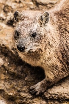Portrait of a rock hyrax in his or her natural habitat.