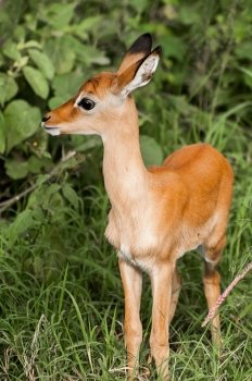 A young impala kid stands and listins nervously, with ears up, for any approaching danger.