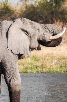 A bull elephant drinks water by using it’s trunk by the Chobe river in Botwana.
