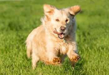 A female golden retriever dog runs at full speed in the lush green grass, heading towards the viewer.