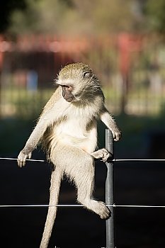 Cheeky vervet monkey balancing and posing for the viewer on a farm fence.