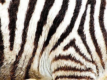 A close view of the stripes of a young zebra with furry hair.