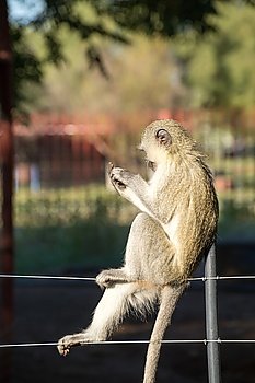 Cheeky vervet monkey balancing and playing on a farm fence.