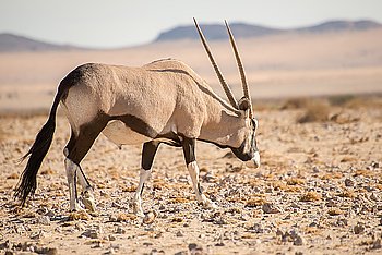 A single Oryx antelope walks along in the Namib desert.