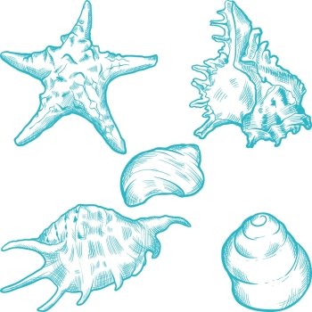 Sea shells and star. Hand drawn illustration in vintage style.. Sea shells and star. Hand drawn illustration.