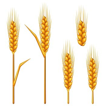 Ears of wheat, barley or rye. Agricultural image for decoration bread packaging, beer labels, brochures and advertising booklets.